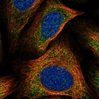 Immunofluorescent staining of human cell line U-2 OS shows positivity in cytoplasm.