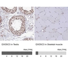 Immunohistochemistry analysis in human testis and skeletal muscle tissues using HPA020485 antibody. Corresponding EXOSC3 RNA-seq data are presented for the same tissues.