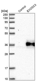 Western blot analysis in control (vector only transfected HEK293T lysate) and EXOSC3 over-expression lysate (Co-expressed with a C-terminal myc-DDK tag (~3.1 kDa) in mammalian HEK293T cells, LY414229).