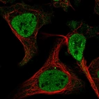 Immunofluorescent staining of human cell line U-2 OS shows localization to nucleoplasm.