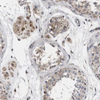 Anti-MALSU1 Antibody