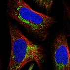 Immunofluorescent staining of human cell line U-2 OS shows localization to mitochondria.
