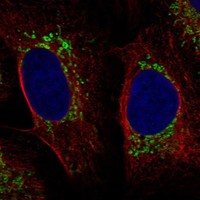 Anti-SDHAF3 Antibody