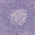 Immunohistochemical staining of human lymph node shows low expression as expected.