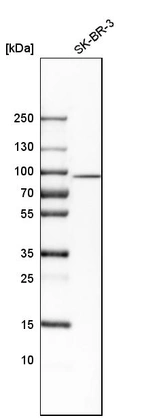 Western blot analysis in human cell line SK-BR-3.