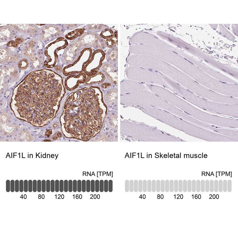 Anti-AIF1L Antibody