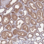 Anti-SDHAF3 Antibody