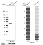 Western blot analysis in human cell lines Caco-2 and U-251MG using Anti-NSUN5 antibody. Corresponding NSUN5 RNA-seq data are presented for the same cell lines. Loading control: Anti-GAPDH.