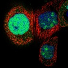 Anti-NSUN5 Antibody