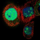 Immunofluorescent staining of human cell line A-431 shows positivity in nucleus & nucleoli.