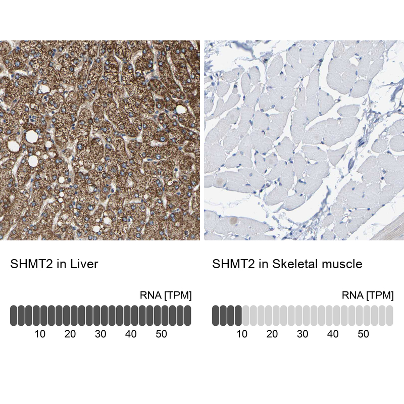 Anti-SHMT2 Antibody