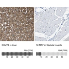 Anti-SHMT2 Antibody