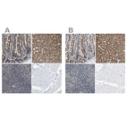 Immunohistochemical staining of human duodenum, liver, lymph node and skeletal muscle using Anti-SHMT2 antibody HPA020543 (A) shows similar protein distribution across tissues to independent antibody HPA020549 (B).