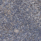 Immunohistochemical staining of human lymph node shows moderate granular cytoplasmic positivity in non-germinal center cells.