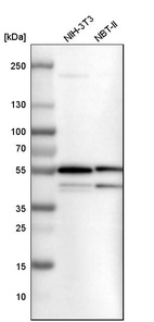Western blot analysis in mouse cell line NIH-3T3 and rat cell line NBT-II.