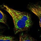Immunofluorescent staining of human cell line U-2 OS shows localization to mitochondria & microtubules.