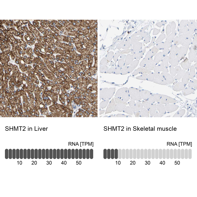 Anti-SHMT2 Antibody