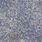 Immunohistochemical staining of human lymph node shows moderate granular cytoplasmic positivity in non-germinal center cells.