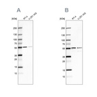 Western blot analysis using Anti-SHMT2 antibody HPA020549 (A) shows similar pattern to independent antibody HPA020543 (B).