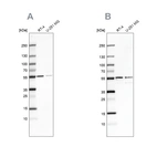 Western blot analysis using Anti-SHMT2 antibody HPA020549 (A) shows similar pattern to independent antibody HPA020543 (B).