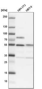 Western blot analysis in mouse cell line NIH-3T3 and rat cell line NBT-II.