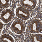 Immunohistochemical staining of human endometrium shows strong cytoplasmic positivity in glandular cells.