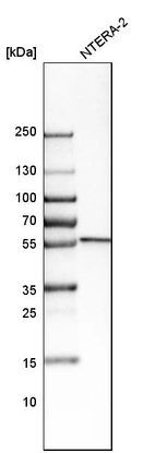 Western blot analysis in human cell line NTERA-2.