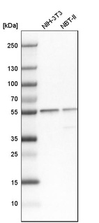 Western blot analysis in mouse cell line NIH-3T3 and rat cell line NBT-II.