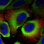 Immunofluorescent staining of human cell line U-2 OS shows localization to cytosol.