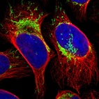 Immunofluorescent staining of human cell line U-2 OS shows localization to mitochondria.