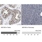 Anti-MIS18A Antibody