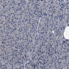 Immunohistochemical staining of human pancreas shows no nuclear positivity in exocrine glandular cells as expected.