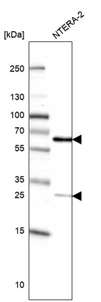 Anti-MIS18A Antibody