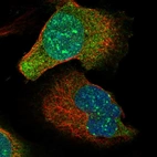 Immunofluorescent staining of human cell line U-2 OS shows localization to nucleus & cytosol.