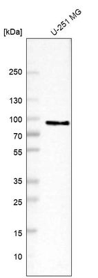 Western blot analysis in human cell line U-251 MG.