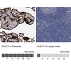 Anti-GULP1 Antibody