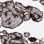 Immunohistochemical staining of human placenta shows strong cytoplasmic and membranous positivity in trophoblastic cells.