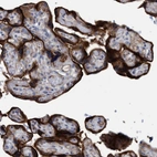 Immunohistochemical staining of human placenta shows strong cytoplasmic and membranous positivity in trophoblastic cells.