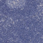 Immunohistochemical staining of human lymph node shows no cytoplasmic positivity in non-germinal center cells as expected.