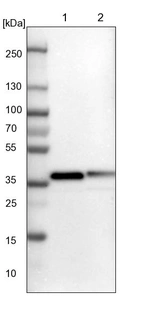 Lane 1: NIH-3T3 cell lysate (Mouse embryonic fibroblast cells)_br/_Lane 2: NBT-II cell lysate (Rat Wistar bladder tumour cells)