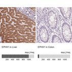 Anti-EPHX1 Antibody