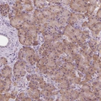 Immunohistochemical staining of human pancreas shows moderate cytoplasmic positivity in exocrine glandular cells.