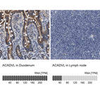 Anti-ACADVL Antibody