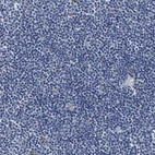 Immunohistochemical staining of human lymph node shows only weak cytoplasmic positivity in a subset of non-germinal center cells.