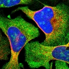 Immunofluorescent staining of human cell line U-2 OS shows localization to nucleoli & cytosol.