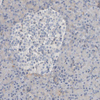 Immunohistochemical staining of human pancreas shows no positivity in exocrine or endocrine glandular cells as expected.