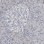 Immunohistochemical staining of human pancreas shows no positivity in exocrine or endocrine glandular cells as expected.