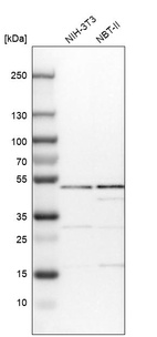 Western blot analysis in mouse cell line NIH-3T3 and rat cell line NBT-II.
