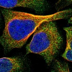 Immunofluorescent staining of human cell line U-2 OS shows localization to cytosol.