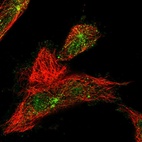 Immunofluorescent staining of human cell line U-251 MG shows localization to nucleoplasm, cytosol & microtubule organizing center.